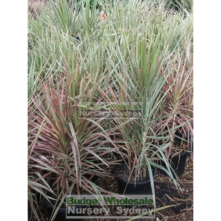 Dracaena Tricolour (Rainbow Tree) Xlarge 250Mm Default Type