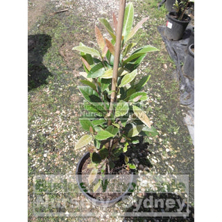 Elaeocarpus Reticulatus 200Mm Pot Or Blueberry Ash Tree Plants