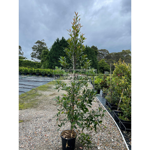 Elaeocarpus Reticulatus 300mm Pot / 25Lt or Blueberry Ash Tree