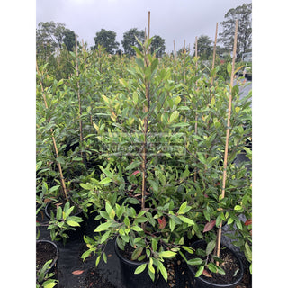 Elaeocarpus Reticulatus 300Mm Pot / 25Lt Or Blueberry Ash Tree Plants