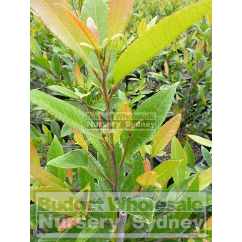 Elaeocarpus Reticulatus 300Mm Pot / 25Lt Or Blueberry Ash Tree Plants