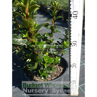 Escallonia Apple Blossom 200Mm Pot. Premium Plants Plants