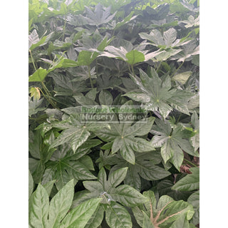Fatsia Japonica 200Mm Pots / 5L - Paper Plant Default Type