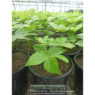 Fatsia Japonica 200Mm Pots / 5L - Paper Plant Default Type