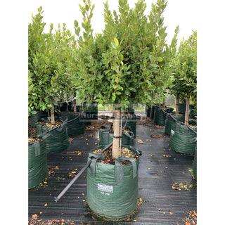 Ficus Hillii Emerald Green Standard Super Advanced 100L Pot Lollipop Plant Topiary Plant Default