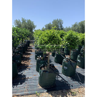 Ficus Hillii Standard Super Advanced 150L Pot Lollipop Plant Topiary Plant Default Type