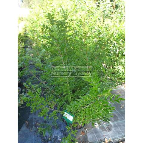 Fraxinus Griffithii 200mm Pot - Medium growing Ash tree