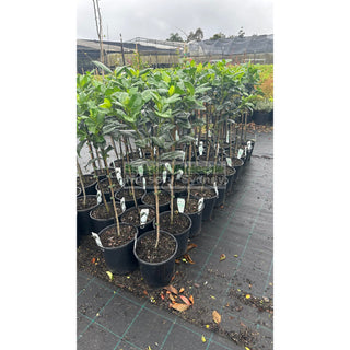 Gardenia Standards Small 200Mm Pots Default Type