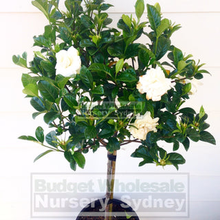 Gardenia Standards Xlarge 400Mm Pots Default Type