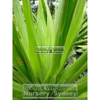 Giant Spear Lilly Large 400Mm Pot Doryanthes Palmeri Plants