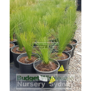 Grass Tree Xanthorrhoea Johnsonii Size A - Small 250Mm Pot Plants