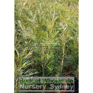 Grevillea Caloundra Gem 200Mm Default Type