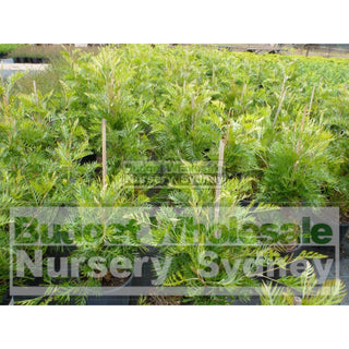 Grevillea Coconut Ice 200Mm Pot. Plants