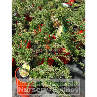 Grevillea Hills Jubilee 200Mm Default Type
