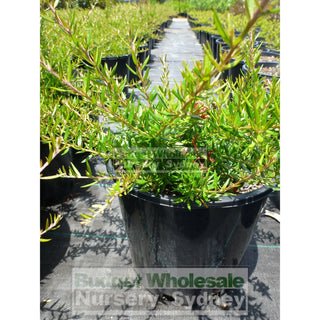 Grevillea New Blood Hybrid 200Mm Pots Plants