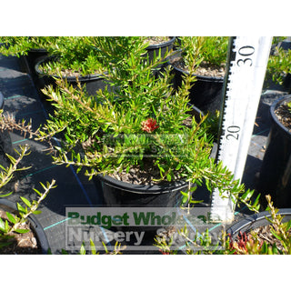 Grevillea Rosemarinifolia 200Mm Pot Premium Plants Australian Native