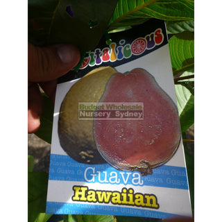 Guava Tree Hawaiian 200Mm Pot. Default Type