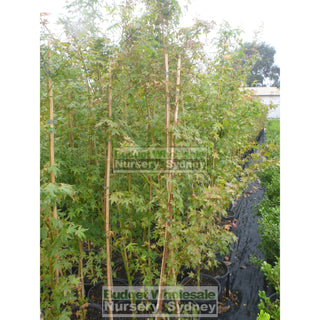 Japanese Maple Acer Palmatum 250Mm Plants