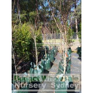 Japanese Maple Acer Palmatum Atropurpureum 45Lt Bag Plants