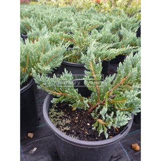 Juniperus Horizontalis Blue Rug 200Mm Pot Default Type
