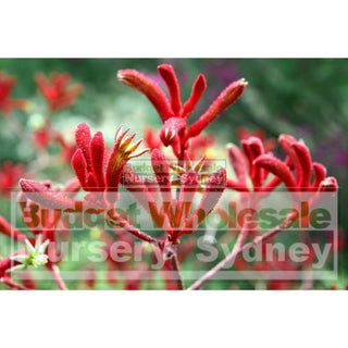 Kangaroo Paw Large Red 200Mm Pots. Anigozanthos Flavidus Plants