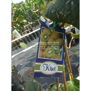 Kiwi Fruit 1 X Male & Female Combo Actinidia Sinensis 5Ltr Grafted Default Type