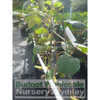 Kiwi Fruit Male Actinidia Sinensis 5Ltr Grafted Default Type