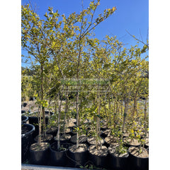 Lagerstroemia Indica 300Mm Pots/ 25L