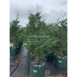 Leightons Green Conifer Super Large 150L Bag Plants