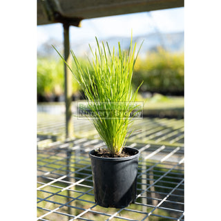 Lomandra Little Con 140Mm Pots Default Type