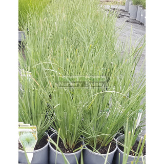 Lomandra Nyalla 140Mm Pots Default Type