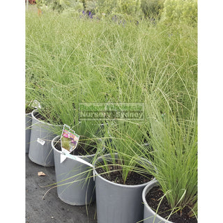 Lomandra Wingarra 200Mm Pots Default Type