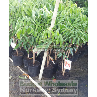 Lychee Plant Small 165Mm Pot Edible Fruit Default Type