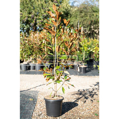 Magnolia Kay Parris 300Mm Pot / 25L Bag Plants