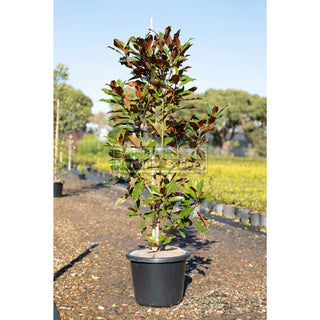 Magnolia Kay Parris 400Mm Pot / 45L Bag Plants