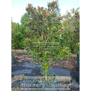 Magnolia Little Gem Xxxxlarge 100Lt Pot/bag Plants