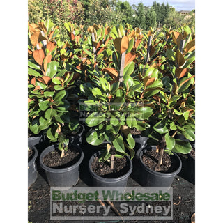Magnolia Teddy Bear Large 300Mm / 25L /330Mm Pot Plants