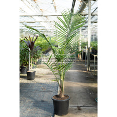 Majestic Palm 300Mm Pots Ravenea Rivularis Default Type