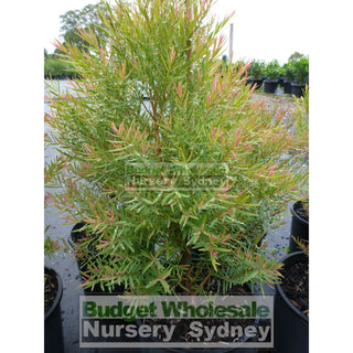 Melaleuca Linariifolia Snow In Summer 200Mm Pot Plants