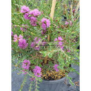 Melaleuca Thymifolia 200Mm Pot Plants