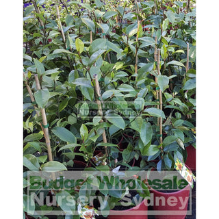 Michelia Lady Of The Night 200Mm Default Type