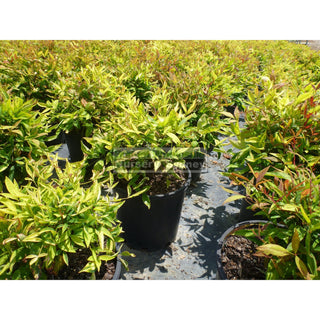 Nandina Domestica Nana 200Mm Pot Plants