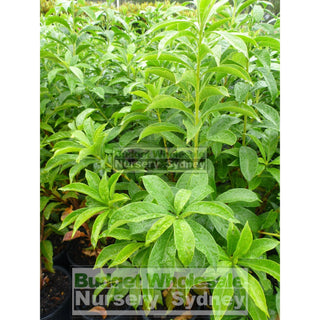 Native Frangipani Tree Large 300Mm Pot Hymenosporum Flavum. Fragrant Flowers Plants