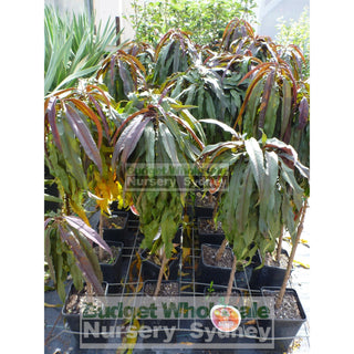 Nectarine Sunset Super Dwarf 4Ltr Default Type
