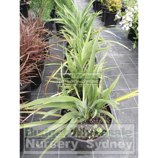 New Zealand Flax Dwarf Green 200Mm Pot. Plants