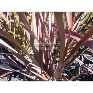 New Zealand Flax Purple 300Mm Pot. Phormium Tennax Purpurea Full Sun Or Part Shade. Drought Tolerant