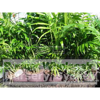 Parlour Palm 125Mm Pot Plants