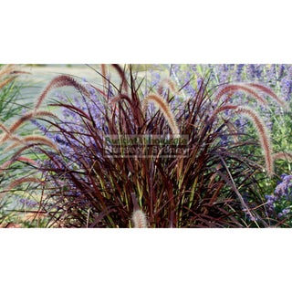 Pennisetum Advena Rubrum (Purple Fountain Grass) 140Mm Plants