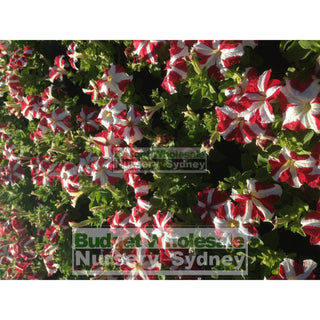 Petunia Frost Fire/ultra Red Star 125Mm Pots In Flower Plants