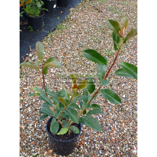 Photinia Robusta 200Mm Pot Plants
